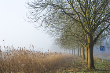 Bare trees under a foggy sky in winter