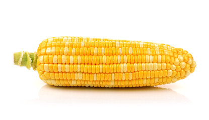 corn isolated on a white background