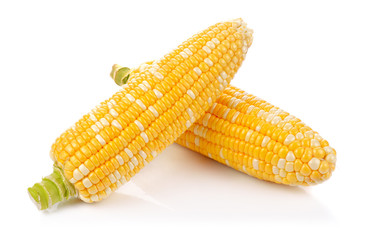 corn isolated on a white background