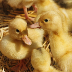 Small ducklings on the straw