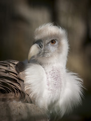 griffon vulture