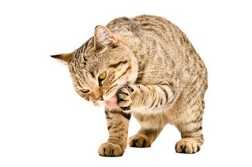 Cat Scottish Straight  licks his paw
