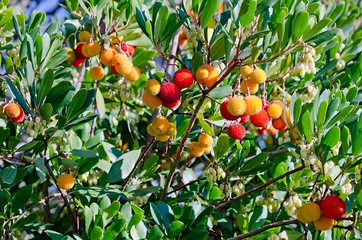 Arbutus
