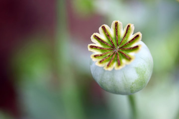 Mohn - verblüht - Samenkapsel