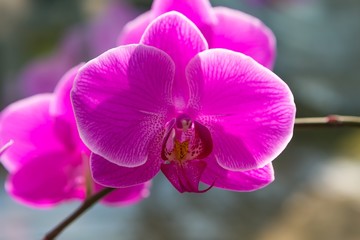Fototapeta na wymiar Beautiful pink orchid flowers