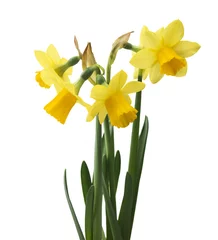 Raamstickers Spring floral border, beautiful fresh narcissus flowers © ulkan