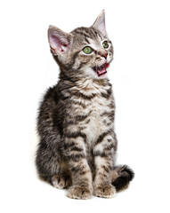 little kitten isolated on a white background