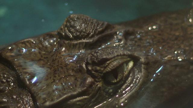 Crocodile Eyes