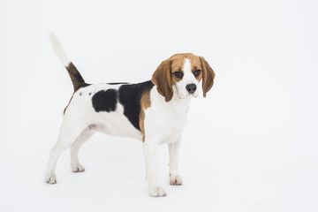 Beagle dog standing isolated on white