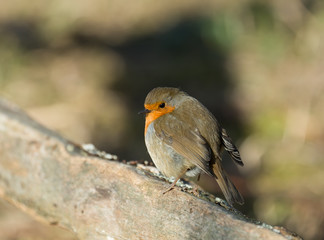 Robin