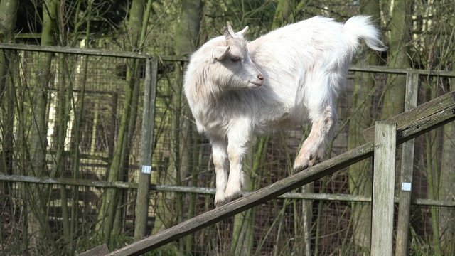 Ziege und Zicklein klettern
