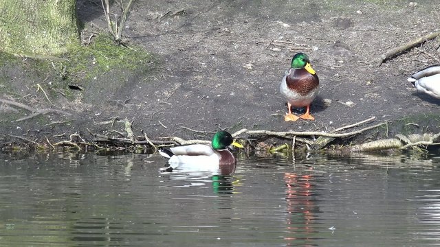 Stockenten auf dem Wasser