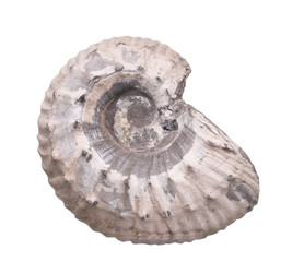 Fossil Ammonite isolate background with clipping path