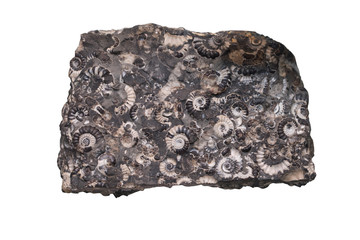 Fossil Ammonite isolate background with clipping path