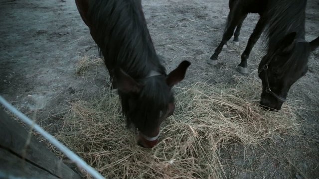 Arabian horse grazing in the stall corral levade, eat hay