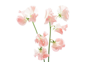 Obraz na płótnie Canvas Pink sweet pea isolated on white background