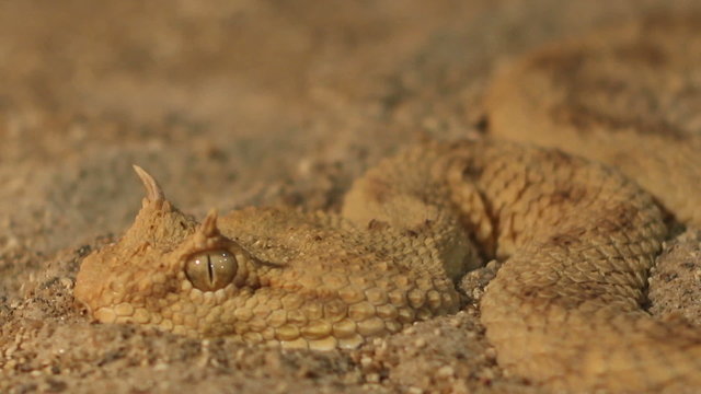 Horned Viper in Sand
