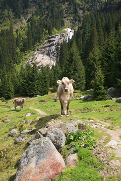 Austria,valle dello Stubai,una mucca.
