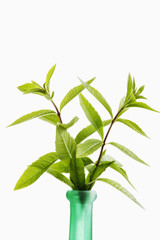 Zitronenstrauch (Aloysia citrodora)
