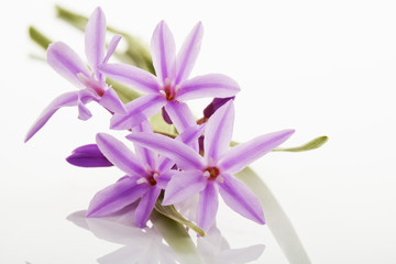 Knobi Blüten (Tulbaghia violacea), Gewürzpflanze, Heilkraut