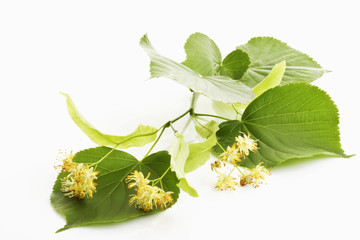 Lindenblüten und Blätter der Sommerlinde (Tilia platyphyllos)