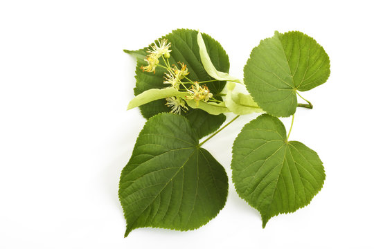 Lindenbl&uuml;ten und Bl&auml;tter der Sommerlinde (Tilia platyphyllos)