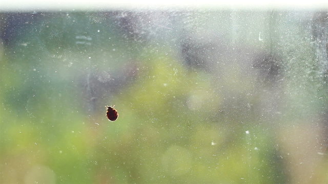 Ladybird on Dirt Glass