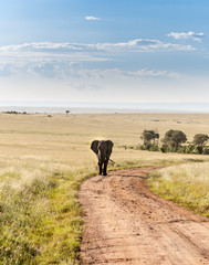 elephant walking in the savanna