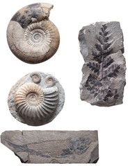 Plant Leaf fossil in stone, isolated on white © alice_photo