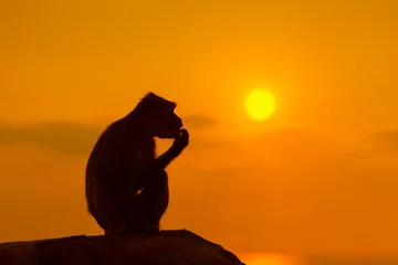Crédence de cuisine en verre imprimé Singe Silhouette d& 39 un singe au beau coucher de soleil