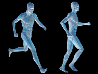 3D human man anatomy isolated