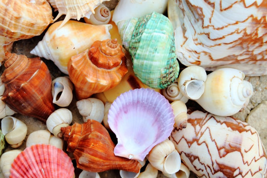 color shells