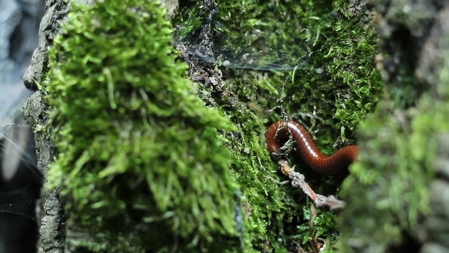 Milipede on Tree