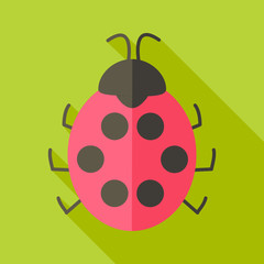 Ladybug insect