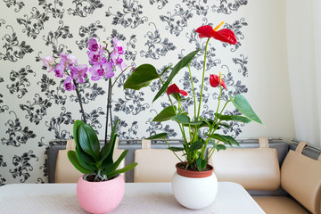 Live potted plants in pots at  interior