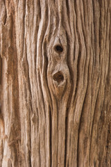 wood texture background with knot