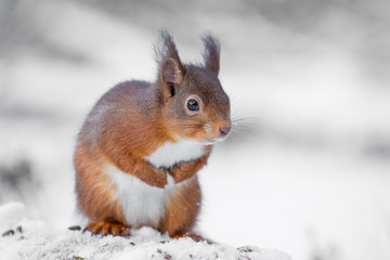 Naklejka na ściany i meble Red squirrel standing on snow