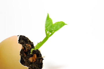The plant grows from the ground on a white background