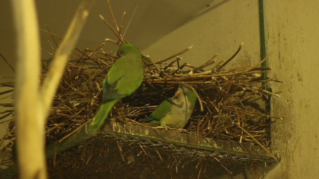 Parrots Nest