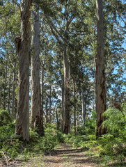 Fototapeta premium Karri forest Bibbulmun Northcliffe Western Australia eucalyptus