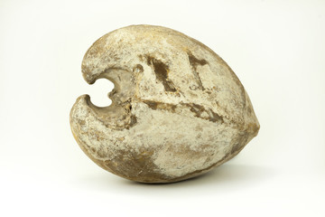 Isocardia sp. fossil. isolated background