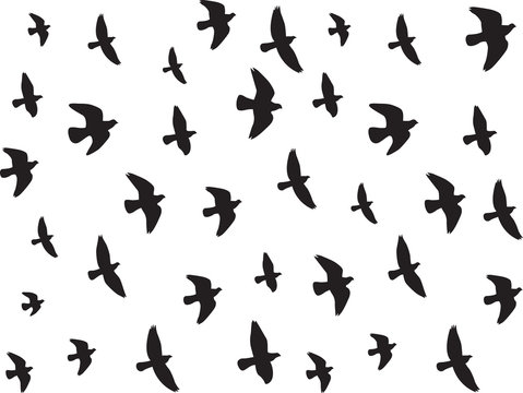 Flying birds isolated on white background