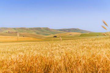 Tra Puglia e Basilicata: paesaggio agreste primaverile.ITALIA