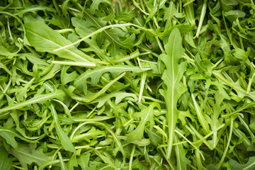 ruccola wallpaper