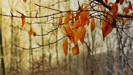 Autumn leaves in the forest on a rainy day