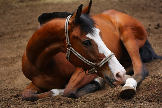 Breed horse Orlov trotter on vacation