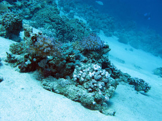 coral reef at great depth in tropical sea -underwater