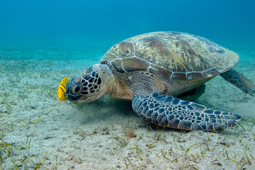single great sea turtle in tropical sea - underwater