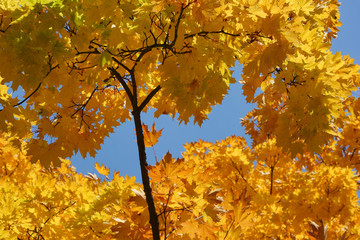Autumnal leaves. Autumn leaves of maple against blue sky.