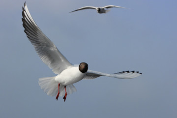Flying gulls against the background of foggy winter sky